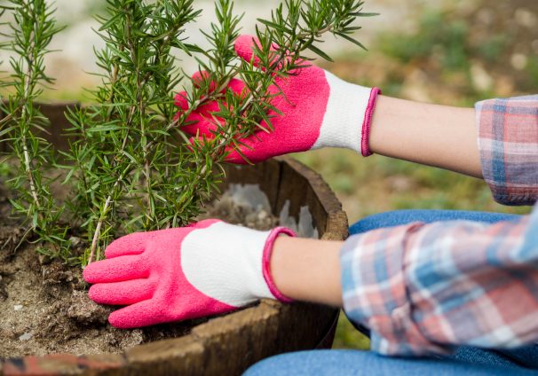 Thyme